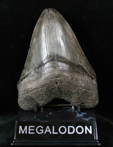Megalodon Tooth - Morgan River, SC #12882